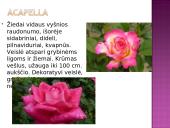 Arbatinės hibridinės rožės 8 puslapis