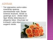 Arbatinės hibridinės rožės 9 puslapis