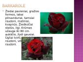 Arbatinės hibridinės rožės 10 puslapis