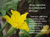 Agurkų auginimo technologija 12 puslapis