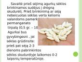 Agurkų auginimo technologija 13 puslapis