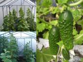 Agurkų auginimo technologija 19 puslapis