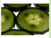 Agurkų auginimo technologija 3 puslapis