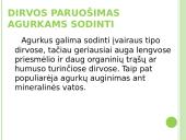 Agurkų auginimo technologija 4 puslapis