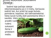 Agurkų auginimo technologija 5 puslapis