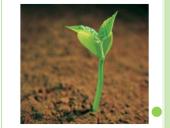 Agurkų auginimo technologija 8 puslapis