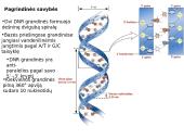 DNR ir RNR molekulinė struktūra 15 puslapis