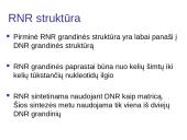 DNR ir RNR molekulinė struktūra 20 puslapis