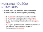 DNR ir RNR molekulinė struktūra 6 puslapis