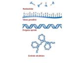 DNR ir RNR molekulinė struktūra 7 puslapis