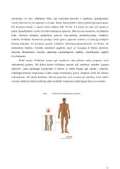 Pacientų sergančių hemofilija slaugos ypatumai 11 puslapis