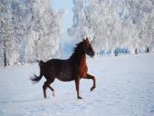 Žiemos vaizdai 15 puslapis