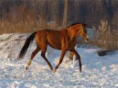 Žiemos vaizdai 16 puslapis