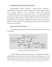 Agentai. Programinė įranga 11 puslapis