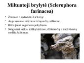 Biologinės įvairovės apsauga Panevėžio rajone  11 puslapis