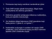 Kintamumas, paveldimumas 11 puslapis