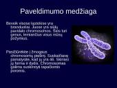 Kintamumas, paveldimumas 4 puslapis