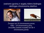 Kintamumas, paveldimumas 5 puslapis