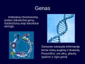 Kintamumas, paveldimumas 6 puslapis