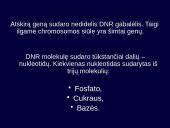 Kintamumas, paveldimumas 7 puslapis