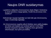 Kintamumas, paveldimumas 8 puslapis