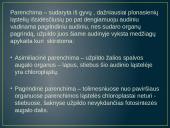 Aukštesniųjų augalų audiniai  5 puslapis