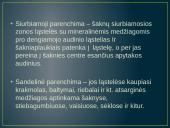 Aukštesniųjų augalų audiniai  6 puslapis