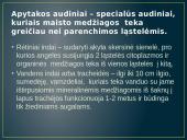 Aukštesniųjų augalų audiniai  7 puslapis