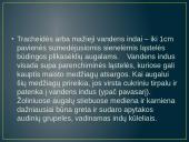 Aukštesniųjų augalų audiniai  8 puslapis