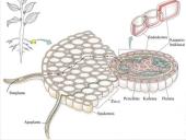Aukštesniųjų augalų audiniai  10 puslapis
