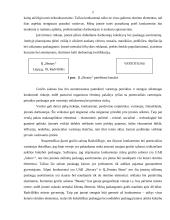 IĮ „Beauty“ verslo planas 3 puslapis