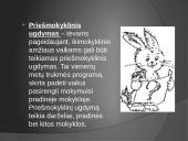 Lietuvos švietimo sistemos samprata. Švietimo lygmenys 13 puslapis