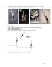 Plaukimo istorija 10 puslapis