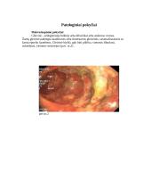 Enterokolitas 8 puslapis