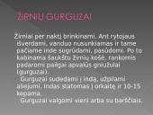 Dzūkijos tradiciniai gaminiai 9 puslapis