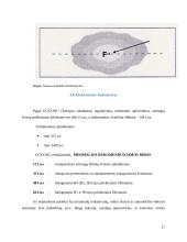 Apšvietimo ir signalizacijos elementai. Žibintų reguliavimo stendas 15 puslapis