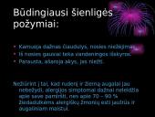 Vaikų alergijos skaidrės 19 puslapis