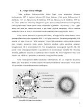 Gripo virusas 5 puslapis