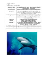 Kremzlinės žuvys 2 puslapis