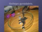 Gyvsidabris skaidrės 8 puslapis