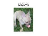 Prisitaikyti – reiškia išlikti 13 puslapis