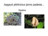 Prisitaikyti – reiškia išlikti 17 puslapis