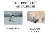 Prisitaikyti – reiškia išlikti 5 puslapis