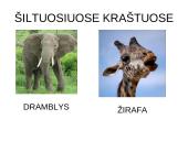 Prisitaikyti – reiškia išlikti 6 puslapis