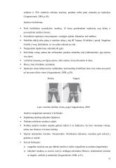 Cukrinis diabetas konspektas 11 puslapis