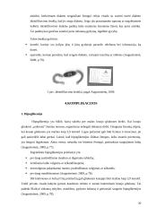 Cukrinis diabetas konspektas 14 puslapis