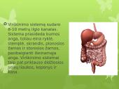 Virškinimas skaidrės 2 puslapis