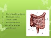 Virškinimas skaidrės 11 puslapis