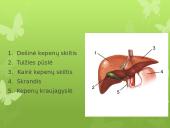 Virškinimas skaidrės 14 puslapis