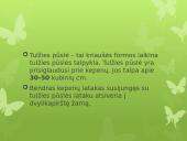 Virškinimas skaidrės 15 puslapis